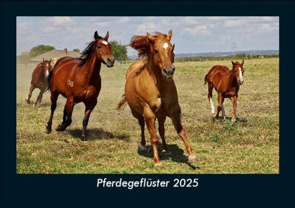 Produktbild: Pferdegefl&uuml;ster 2025 Fotokalender DIN A5