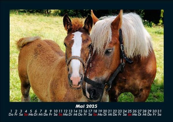 Produktbild: Pferdegefl&uuml;ster 2025 Fotokalender DIN A5