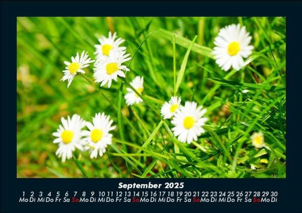 Produktbild: Pflanzen und Bl&uuml;ten 2025 Fotokalender DIN A5