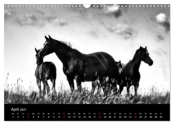 Produktbild: Pferde 2027 Wild Thing (Wandkalender 2027 DIN A3 quer), CALVENDO Monatskalender