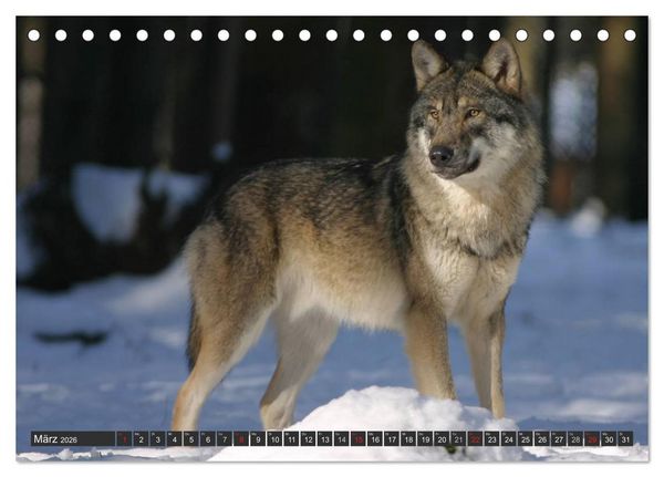 Produktbild: W&ouml;lfe. Graue Eminenzen (Tischkalender 2026 DIN A5 quer), CALVENDO Monatskalender
