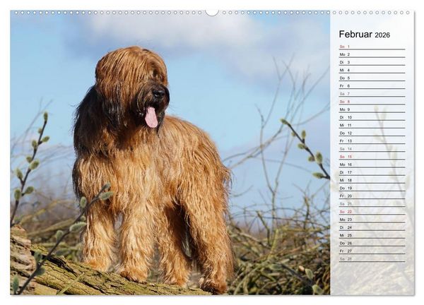 Produktbild: Der Briard 2026 - Ein echter Charmeur (hochwertiger Premium Wandkalender 2026 DIN A2 quer), Kunstdruck in Hochglanz