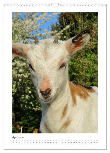 Produktbild: Ziegenportraits (Wandkalender 2026 DIN A3 hoch), CALVENDO Monatskalender