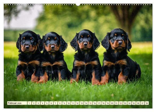 Produktbild: Gordon Setter - elegantes Kraftpaket (hochwertiger Premium Wandkalender 2026 DIN A2 quer), Kunstdruck in Hochglanz
