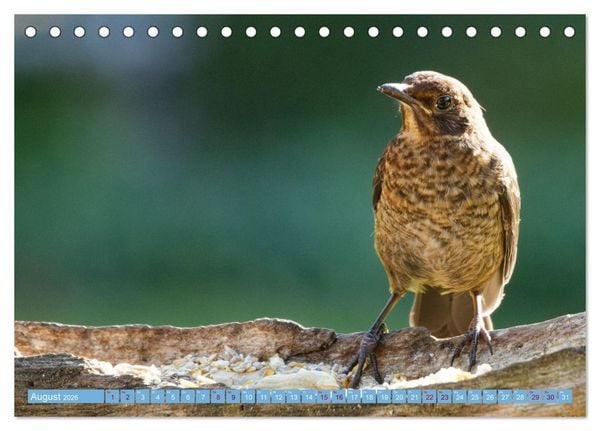 Produktbild: Amsel - Schwarzdrossel fotografiert von Ostfriesenfotografie (Tischkalender 2026 DIN A5 quer), CALVENDO Monatskalender