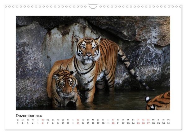 Produktbild: Tiger 2026 (Wandkalender 2026 DIN A3 quer), CALVENDO Monatskalender