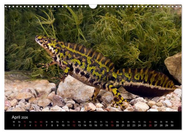 Produktbild: Salamander und Molche (Wandkalender 2026 DIN A3 quer), CALVENDO Monatskalender