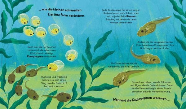 Produktbild: Aus klein wird gro&szlig;. So w&auml;chst ein Frosch
