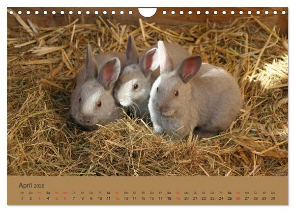 Produktbild: Rex - Kaninchen (Wandkalender 2026 DIN A4 quer), CALVENDO Monatskalender