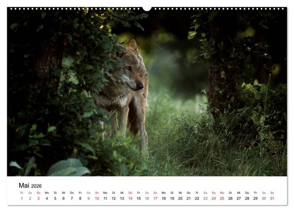 Produktbild: Heimische Tierwelt (Wandkalender 2026 DIN A2 quer), CALVENDO Monatskalender