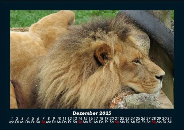 Produktbild: Tiere in der Wildnis 2025 Fotokalender DIN A5