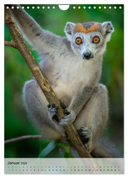 Produktbild: MADAGASKAR: Baobabs, Lemuren, Naturwunder (Wandkalender 2026 DIN A4 hoch), CALVENDO Monatskalender