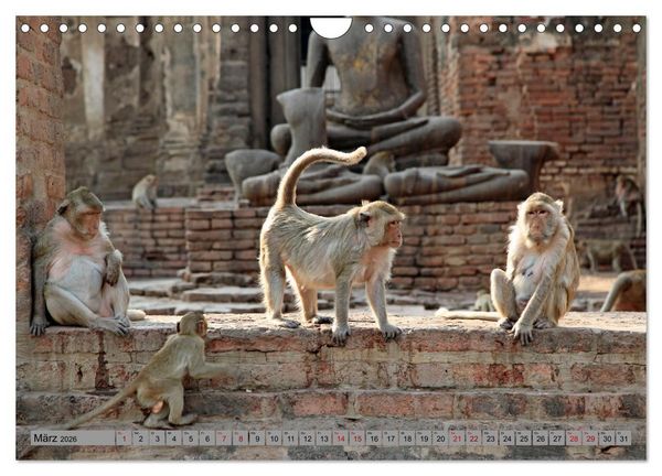 Produktbild: AFFEN AUS ASIEN Indonesien, Thailand, Indien (Wandkalender 2026 DIN A4 quer), CALVENDO Monatskalender