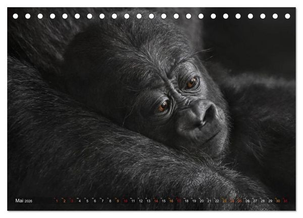 Produktbild: MENSCHENAFFENKINDER 2 (Tischkalender 2026 DIN A5 quer), CALVENDO Monatskalender