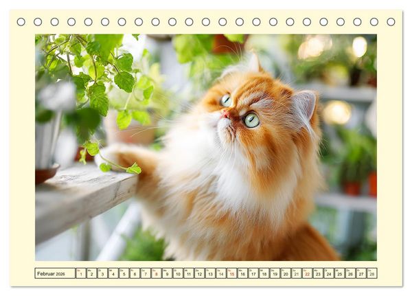 Produktbild: Edle Perserkatzen. Leises Schnurren in Haus und Garten (Tischkalender 2026 DIN A5 quer), CALVENDO Monatskalender