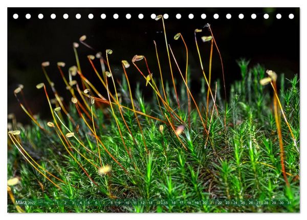 Produktbild: Spaziergang im Wald (Tischkalender 2027 DIN A5 quer), CALVENDO Monatskalender