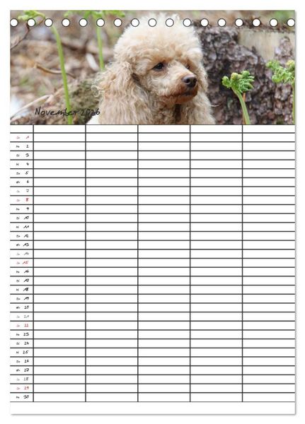 Produktbild: Der Pudel-Familienplaner (Tischkalender 2026 DIN A5 hoch), CALVENDO Monatskalender