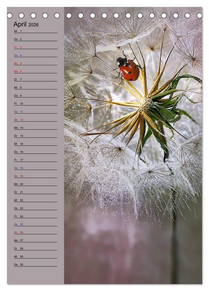 Produktbild: Pastell-Zauber (Tischkalender 2026 DIN A5 hoch), CALVENDO Monatskalender