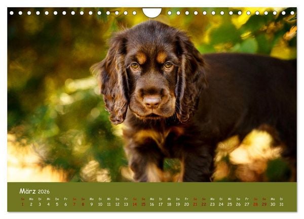 Produktbild: Elvis ein Engl. Cocker Spaniel wird Gro&szlig; (Wandkalender 2026 DIN A4 quer), CALVENDO Monatskalender