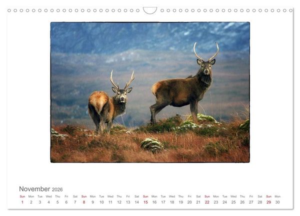 Produktbild: Wild Deer In The Highlands (Wall Calendar 2026 DIN A3 landscape), CALVENDO 12 Month Wall Calendar