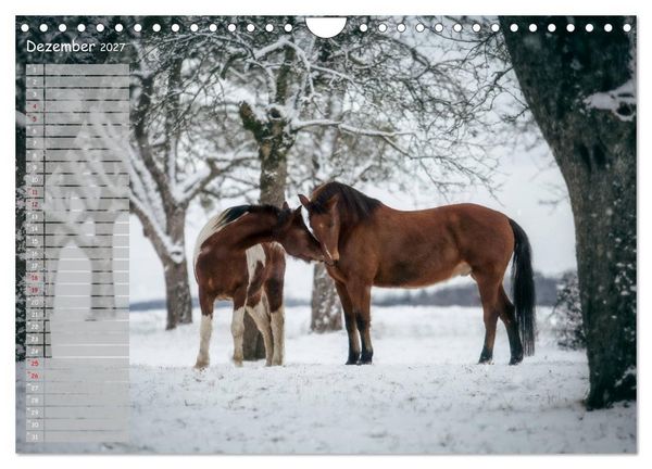 Produktbild: Pferde - Spiegel deiner Seele (Wandkalender 2027 DIN A4 quer), CALVENDO Monatskalender