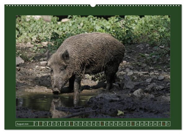 Produktbild: Schweinkram - Die Wildschweine sind los (hochwertiger Premium Wandkalender 2026 DIN A2 quer), Kunstdruck in Hochglanz