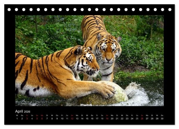 Produktbild: Welt der Katzen - Tiger (Tischkalender 2026 DIN A5 quer), CALVENDO Monatskalender
