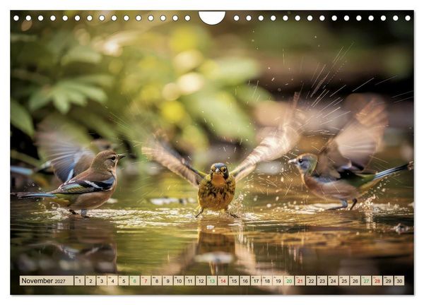 Produktbild: Farbenfrohe Singv&ouml;gel beim Baden (Wandkalender 2027 DIN A4 quer), CALVENDO Monatskalender
