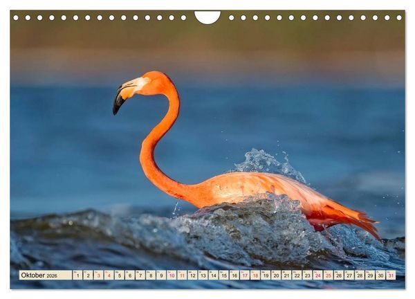 Produktbild: Flamingos - elegante Sch&ouml;nheiten (Wandkalender 2026 DIN A4 quer), CALVENDO Monatskalender