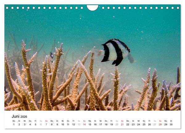 Produktbild: Unterwasserwelt der Malediven II (Wandkalender 2026 DIN A4 quer), CALVENDO Monatskalender
