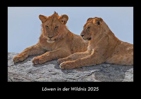 Produktbild: L&ouml;wen in der Wildnis 2025 Fotokalender DIN A3