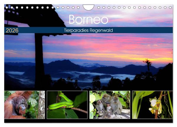 Produktbild: Borneo - Tierparadies Regenwald (Wandkalender 2026 DIN A4 quer), CALVENDO Monatskalender