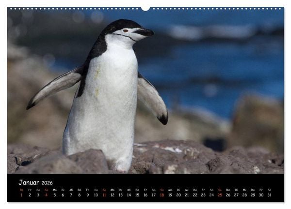 Produktbild: Pinguine aus aller Welt (Wandkalender 2026 DIN A2 quer), CALVENDO Monatskalender