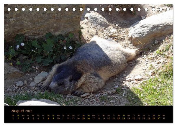 Produktbild: Wildlife - Verspielte Murmeltiere (Tischkalender 2026 DIN A5 quer), CALVENDO Monatskalender