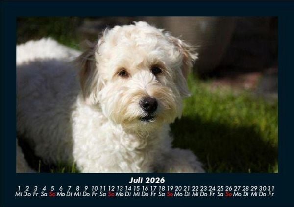 Produktbild: Welpen 2026 Fotokalender DIN A5