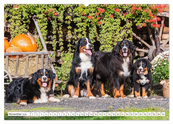 Produktbild: Berner Sennenhund - Der beste Freund f&uuml;rs Leben (hochwertiger Premium Wandkalender 2026 DIN A2 quer), Kunstdruck in Hochglanz