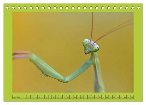 Produktbild: Die Gottesanbeterin Mantis Religiosa (Tischkalender 2026 DIN A5 quer), CALVENDO Monatskalender