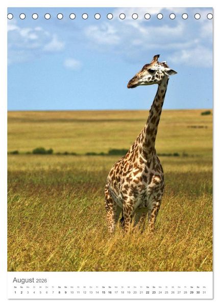 Produktbild: Giraffen - Die Grazien in Afrikas Savannen (Tischkalender 2026 DIN A5 hoch), CALVENDO Monatskalender