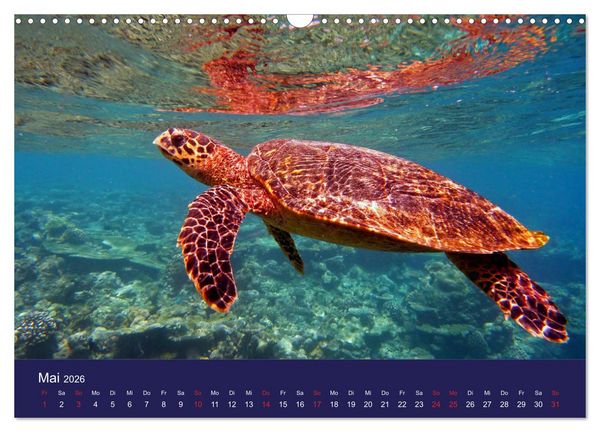 Produktbild: Wunderwelt Korallenriffe (Wandkalender 2026 DIN A3 quer), CALVENDO Monatskalender