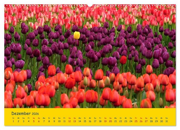 Produktbild: Tulpentraum (Wandkalender 2026 DIN A2 quer), CALVENDO Monatskalender