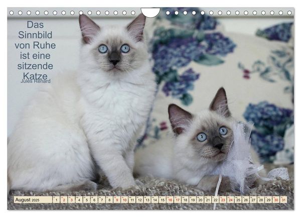 Produktbild: Samtpfoten Lebendige Poesie (Wandkalender 2025 DIN A4 quer), CALVENDO Monatskalender
