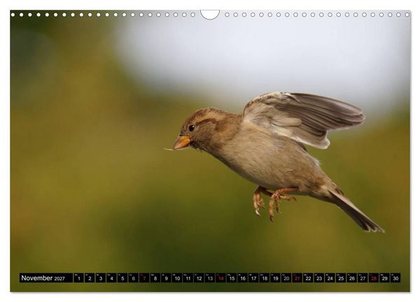 Produktbild: Die Sch&ouml;nheit der Gartenv&ouml;gel im Flug (Wandkalender 2027 DIN A3 quer), CALVENDO Monatskalender