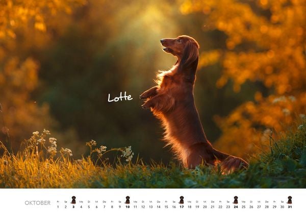 Produktbild: Dackel 2027 Wandkalender Hundekalender