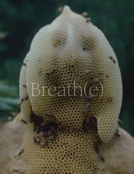 Produktbild: Breath(e): Toward Climate and Social Justice