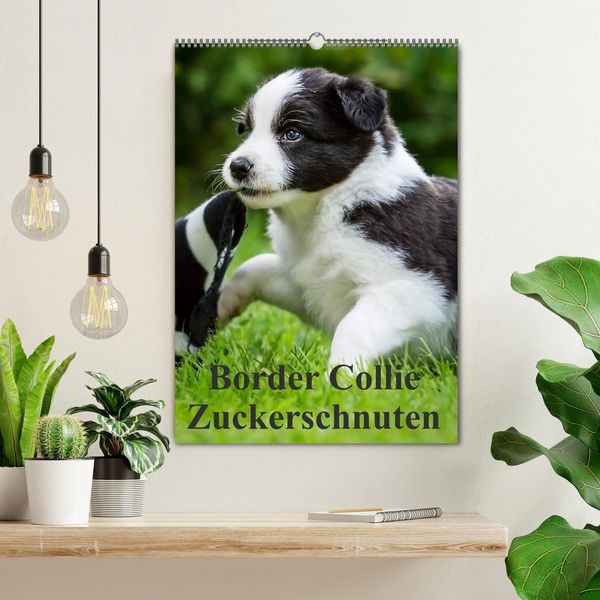 Produktbild: Border Collie Zuckerschnuten (Wandkalender 2026 DIN A2 hoch), CALVENDO Monatskalender