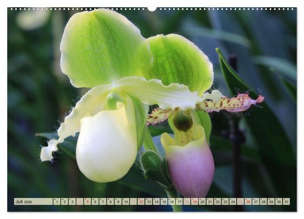 Produktbild: Beliebte Orchideen (hochwertiger Premium Wandkalender 2026 DIN A2 quer), Kunstdruck in Hochglanz