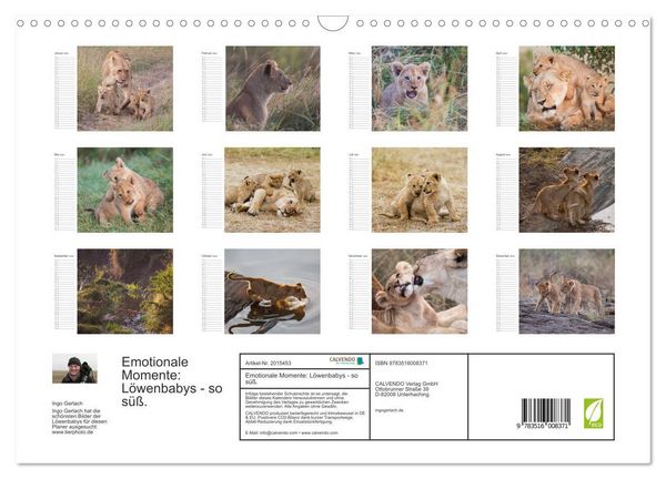 Produktbild: Emotionale Momente: L&ouml;wenbabys - so s&uuml;&szlig;. (Wandkalender 2026 DIN A3 quer), CALVENDO Monatskalender