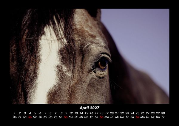 Produktbild: Pferdegefl&uuml;ster 2027 Fotokalender DIN A3