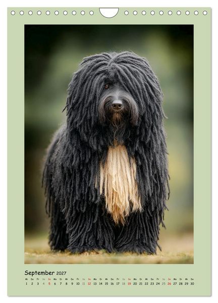 Produktbild: Dreadlocks auf Pfoten. Ungarische Hirtenhunde im Zottelfell (Wandkalender 2027 DIN A4 hoch), CALVENDO Monatskalender