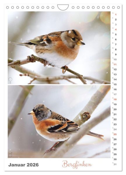 Produktbild: Vogel-Paare (Wandkalender 2026 DIN A4 hoch), CALVENDO Monatskalender